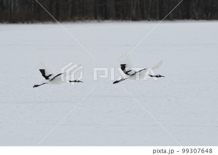 雪原から飛び立つタンチョウ 雪原から飛び立つタンチョウ 99307648