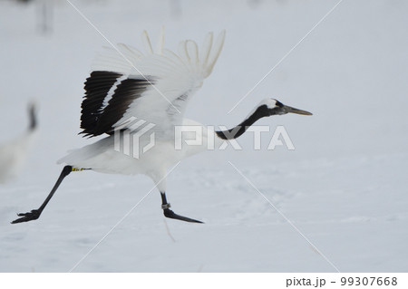 雪原から飛び立つタンチョウ 99307668