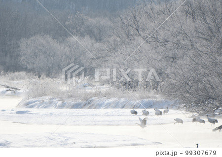 北海道 鶴居村の音羽橋からの朝焼けに染まる気嵐と霧氷とタンチョウ 北海道 鶴居村の音羽橋からの朝焼けに染まる気嵐と霧氷とタンチョウ 99307679