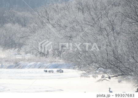 北海道　鶴居村の音羽橋からの朝焼けに染まる気嵐と霧氷とタンチョウ 99307683