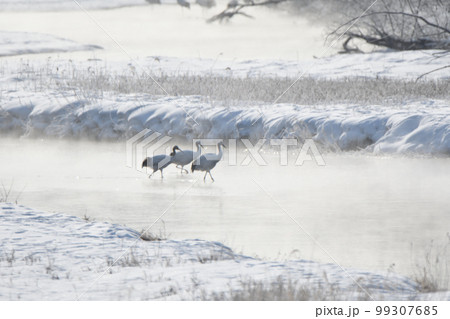 北海道　鶴居村の音羽橋から見える気嵐を歩く親子のタンチョウ 99307685