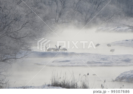 北海道　鶴居村の音羽橋からの朝焼けに染まる気嵐と霧氷とタンチョウ 99307686