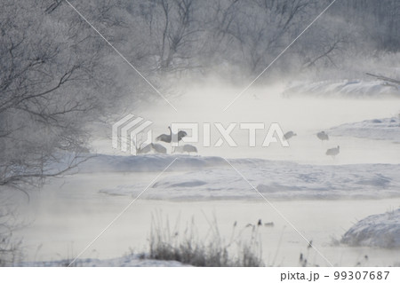 北海道 鶴居村の音羽橋からの朝焼けに染まる気嵐と霧氷とタンチョウ 北海道 鶴居村の音羽橋からの朝焼けに染まる気嵐と霧氷とタンチョウ 99307687