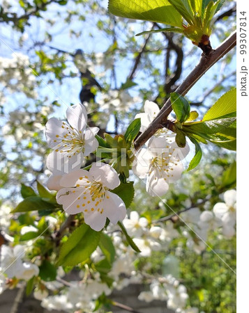 blossoming flower on tree branch. Spring greenery blossoming flower on tree branch. Spring greenery 99307814