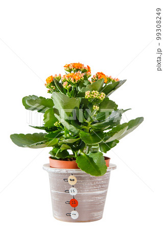 Kalanchoe (Kalanchoe blossfeldiana) flower with colorful orange flowers in beautiful decorative pot. Kalanchoe (Kalanchoe blossfeldiana) flower with colorful orange flowers in beautiful decorative pot. 99308249