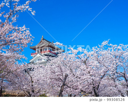 4月愛知・清洲 清州城の天守閣と桜 4月愛知・清洲 清州城の天守閣と桜 99308526