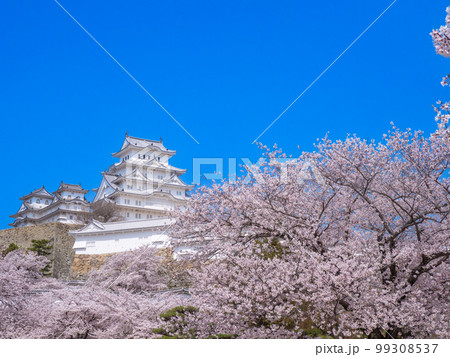 4月兵庫・姫路 姫路城連立式天守群と三の丸広場の桜 4月兵庫・姫路 姫路城連立式天守群と三の丸広場の桜 99308537