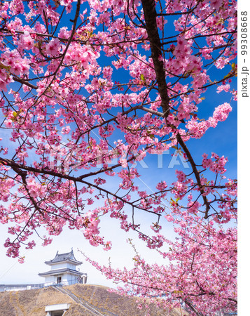3月栃木・宇都宮 宇都宮城の清明台(櫓)と河津桜 3月栃木・宇都宮 宇都宮城の清明台(櫓)と河津桜 99308668