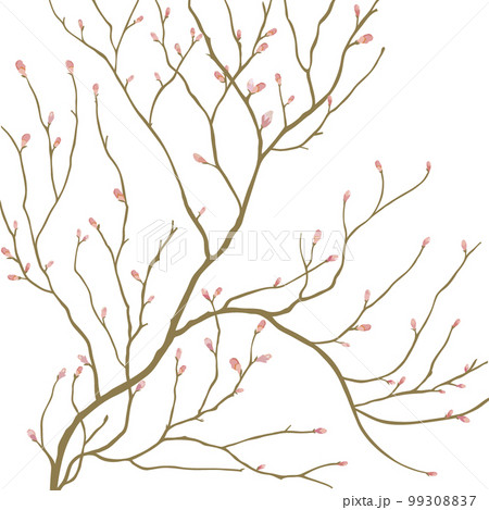 サクラ・枝・つぼみ・花 99308837