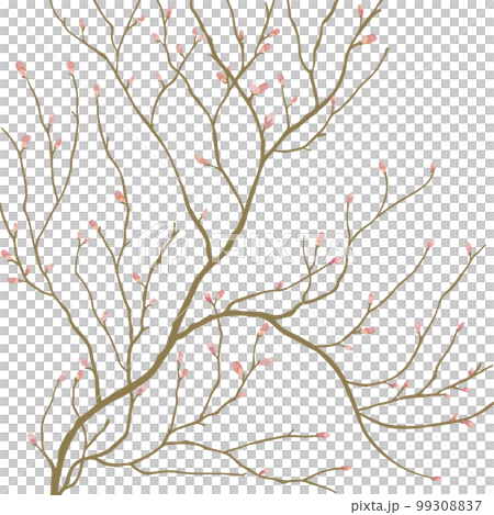 サクラ・枝・つぼみ・花 99308837