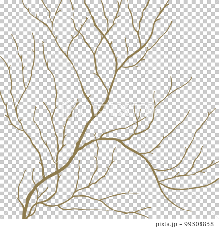 櫻花，分支，芽，花 99308838