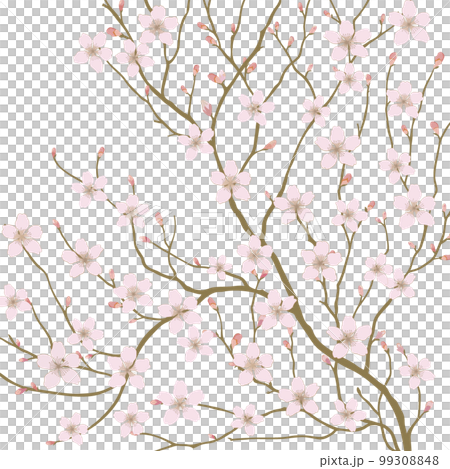 櫻花，分支，芽，花 99308848