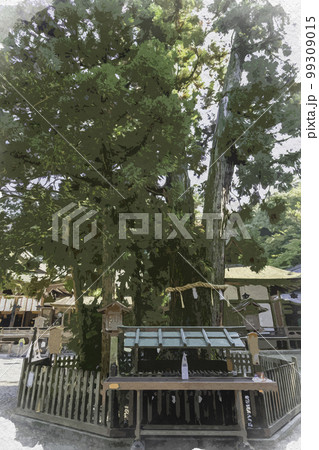 水彩画風　大神神社　巳の神杉　奈良県桜井市 99309015