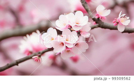 桜 花見 春 桜の木 枝 アップ 和風 イラストのイラスト素材 [99309562