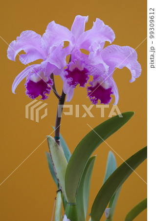 カトレア・トリアナエ　Cattleya trianaei　カトレアの原種 99309612
