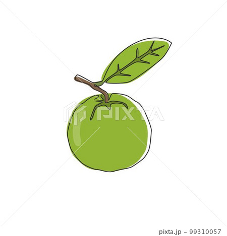 One continuous line drawing whole healthy organic java guava for orchard logo identity. Fresh exotic fruitage concept for fruit garden icon. Modern single line draw design vector graphic illustration 99310057