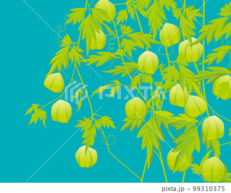 風船葛〜日本画風イラスト 99310375