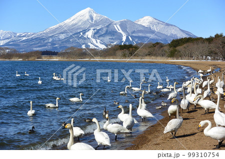 白鳥 白鳥 99310754