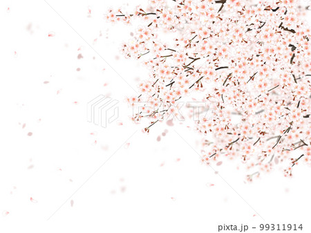 桜 桜吹雪 白バック 99311914