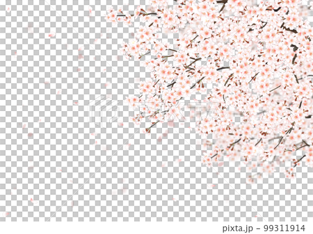 桜 桜吹雪 白バック 99311914