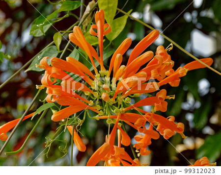 ノウゼンカズラ科フレーミングトランペットの花 ノウゼンカズラ科フレーミングトランペットの花 99312023