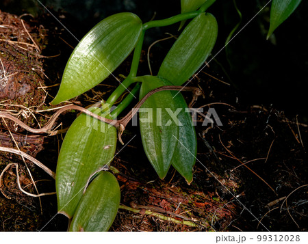 ラン科バニラ属の常緑つる性植物 ラン科バニラ属の常緑つる性植物 99312028