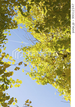 11月末岐阜市雄日ケ丘公園 朝のイチョウと飛行機雲 11月末岐阜市雄日ケ丘公園 朝のイチョウと飛行機雲 99312347