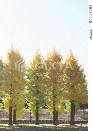 11月末岐阜市雄日ケ丘公園 朝のイチョウ 11月末岐阜市雄日ケ丘公園 朝のイチョウ 99312362