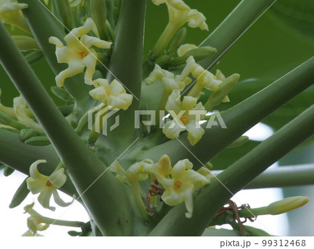 パパイヤ(パパイア)の花 パパイヤ(パパイア)の花 99312468