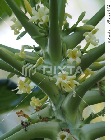 パパイヤ(パパイア)の花 パパイヤ(パパイア)の花 99312472