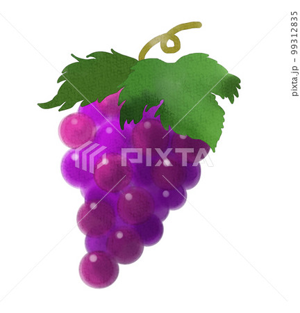 水彩風のぶどう 水彩風のぶどう 99312835