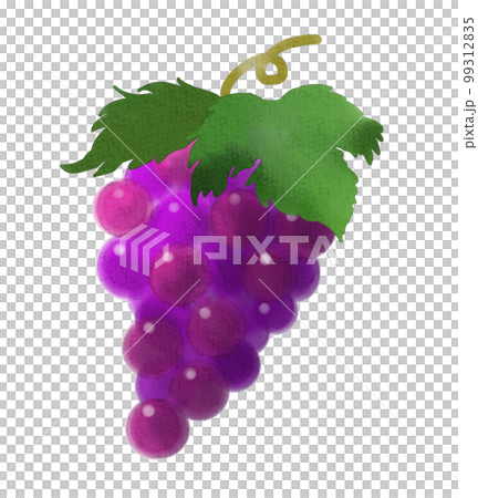 水彩風のぶどう 水彩風のぶどう 99312835