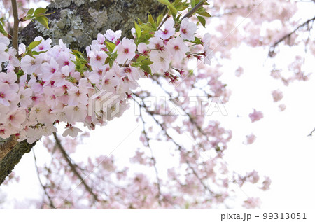 枝っぷりのいい桜の切り取り 枝っぷりのいい桜の切り取り 99313051