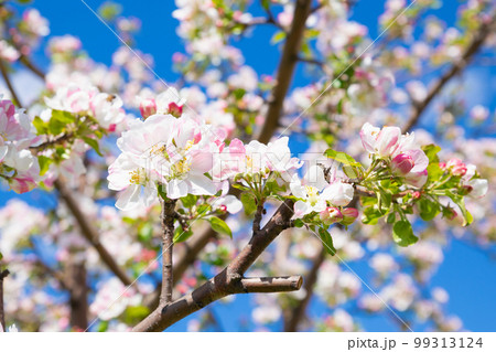 Blossom apple tree. White pink flowers of apple tree variety Bashkirskiy krasavets - Bashkir handsome on blue sky. Flowers a lot. Selective focus, close-up 99313124