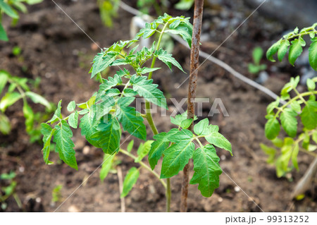 Young tomato plant, tomatoes seedling, organic garden. Close-up, top of tomato plant in greenhouse, hothouse. 99313252