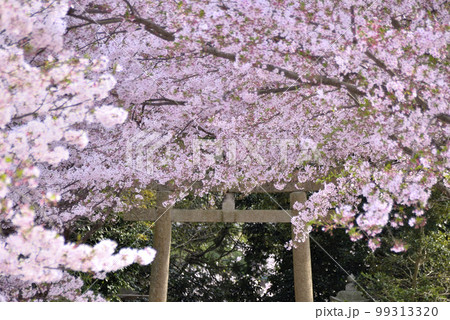 神社の鳥居と桜トンネル 神社の鳥居と桜トンネル 99313320