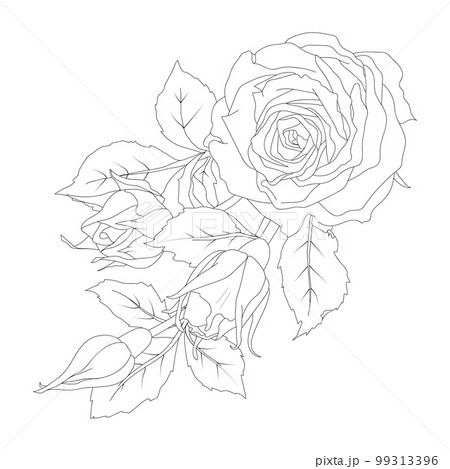 Composition of rose buds and leaves vector illustration in line art style. Hand drawn outline flowers. For the design of stickers, stationery, greeting cards, tattoos, coloring, prints on clothes 99313396