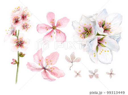 Watercolor set of pink spring flowers isolated on white background. Cherry blossom bouquet, sakura, apple 99313449