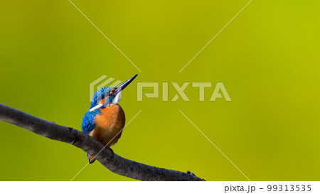 カワセミ(Kingfisher) カワセミ(Kingfisher) 99313535