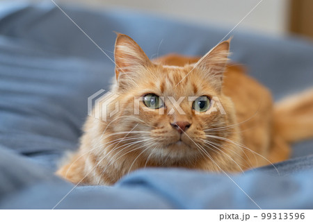 見つめる猫 茶トラ猫 見つめる猫 茶トラ猫 99313596