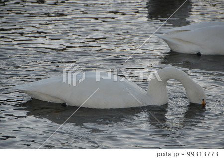 越冬する白鳥（植松橋 西側･荒川河畔／埼玉県深谷市） 99313773