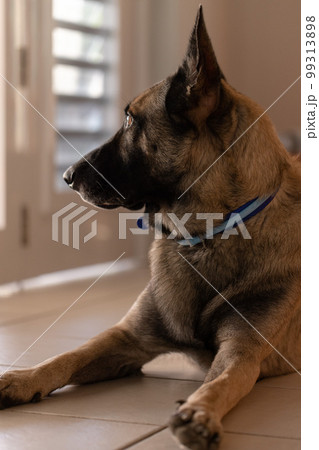 Shepherd dog laying on the floor at home and listening what is outside. Surprised dog. 99313898