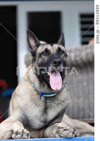 Portrait of Shepherd dog on the porch. Closeup. Portrait of Shepherd dog on the porch. Closeup. 99313899