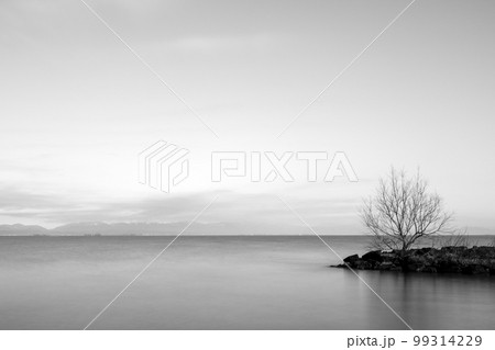 湖上の堤防に生える一本の木 湖上の堤防に生える一本の木 99314229