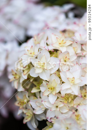 白にピンクの縁取りが可愛いアジサイの写真 白にピンクの縁取りが可愛いアジサイの写真 99314284