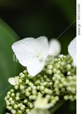 白い額紫陽花の花びらをアップに撮影した写真 99314286