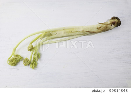 山うど（栃木県産「那須の春香うど」アクの少ないウド 99314348