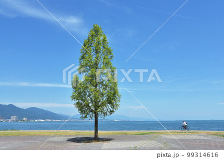 琵琶湖湖畔の風景　滋賀県大津市 99314616