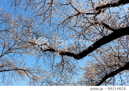 青空に見事な桜　穏やかな春の日　風景 99314628