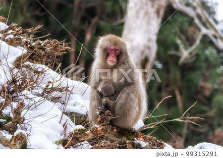 Snow monkey in Jigokudani monkey park 99315291